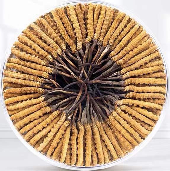 长沙冬虫夏草回收